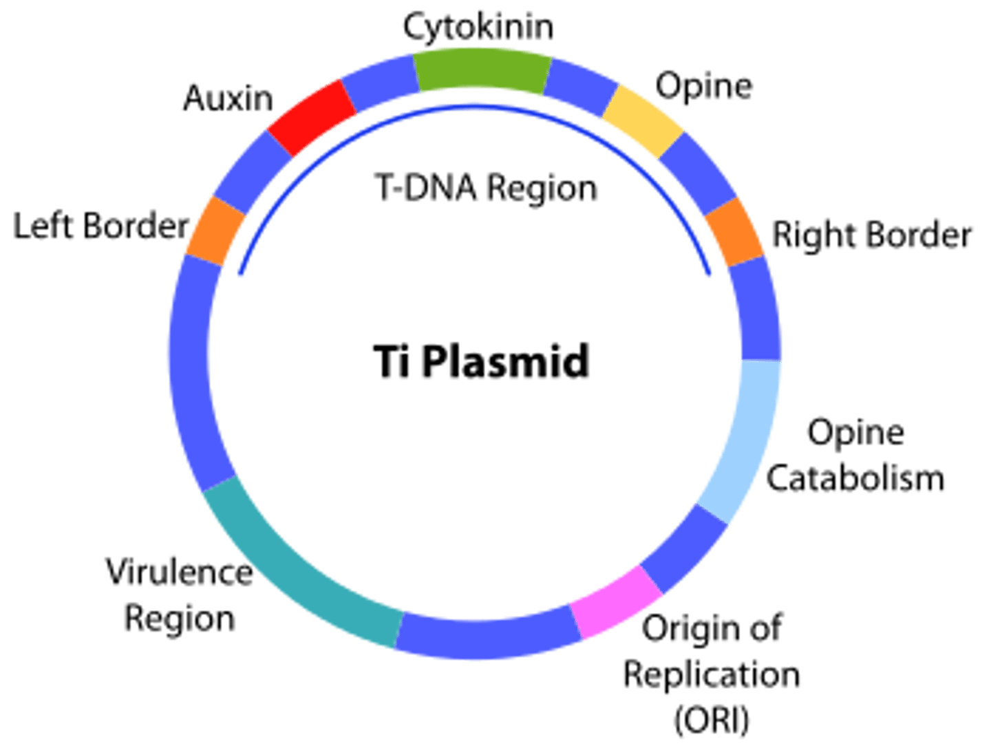 <p>(D) All of the above are Virulence Factors.</p><p>Each of the following are Virulence Factors that could be passed along by Plasmids:</p><p>I. A gene coding for Projections that help the bacteria attach to cells.</p><p>II. A trait enabling the Prokaryote to evade the host's immune system.</p><p>III. A trait that increases toxin production.</p>