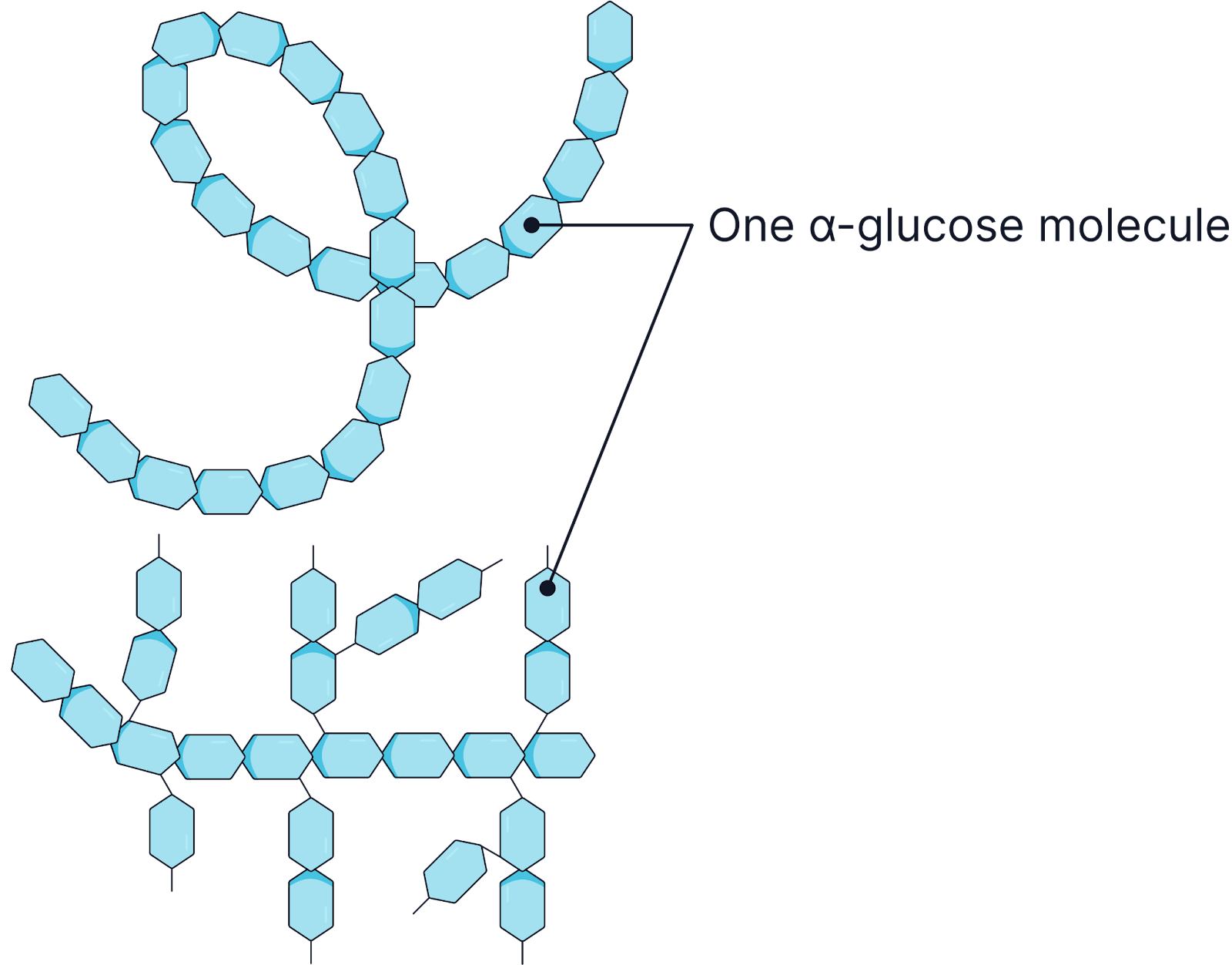 <p><strong>Starch (Storage in Plants)</strong></p>