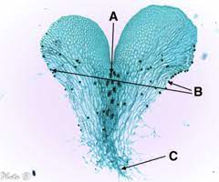 Know the location of archegonia, antheridia, and rhizoids
