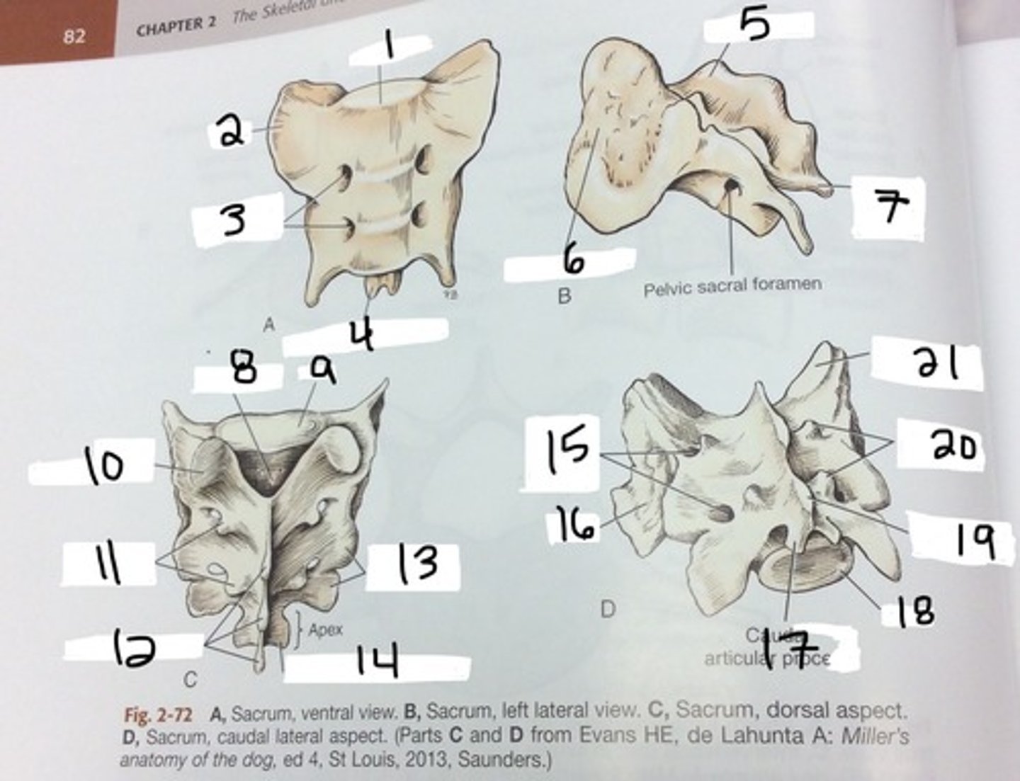 <p>foramina found on the posterior side of the sacrum, lateral to the midline</p>