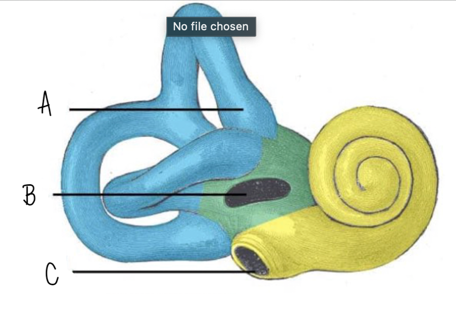 <p>Name the structure of the inner ear labeled C</p>