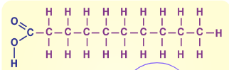 <p>Usually solid at room temperature (think butter), usually found in animal products like meat and dairy, has SINGLE BONDS</p>