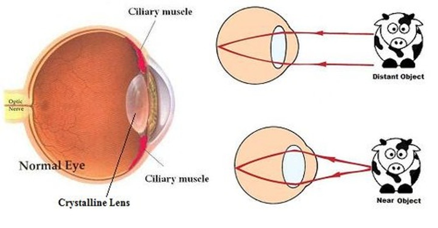 <p>The process by which the lens of the eye changes its shape to focus on objects at different distances. It allows for clear vision of both nearby and distant objects by adjusting the curvature of the lens.</p>