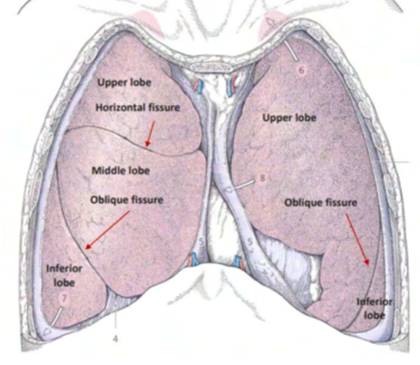 <p>. Right lung : 3 lobes, separated by right oblique fissure and horizontal fissure</p><p>. Left lung: 2 lobes, one unique, left oblique fissure</p>