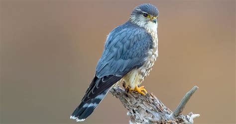 Gray wings, **messy chest/belly, dark tail with thin bands**. Males and females similar.