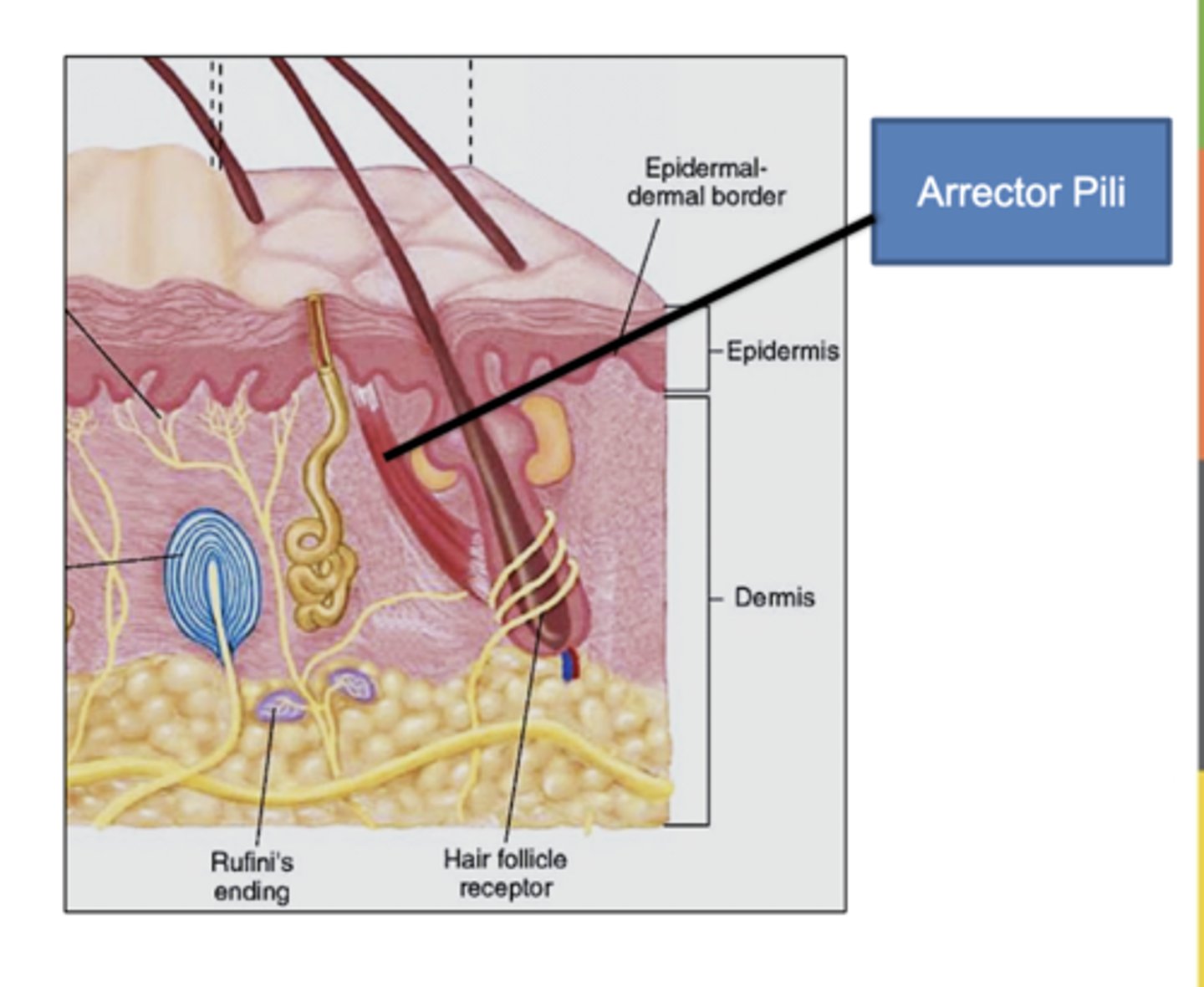 <p>nerve fibers that wrap around each hair follicle.</p><p>-allows you to feel pain</p><p>They detect hair movement, allowing the body to sense even the slightest touch, such as a breeze or an insect on the skin.</p>