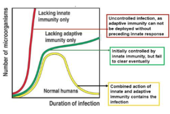 <p>The innate immune system can still respond, but there will be no adaptive (specific) immune response, leading to limited long-term protection.</p>