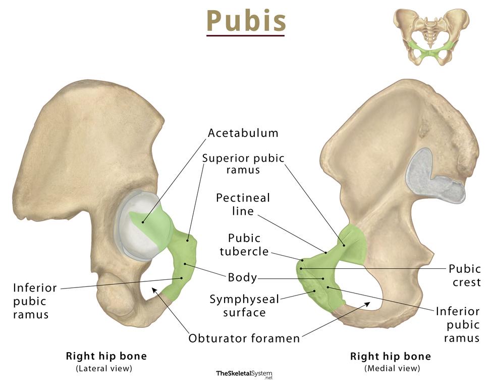 <ul><li><p>pubic crest</p></li><li><p>pubic symphysis</p></li><li><p>pubic tubercle</p></li><li><p>inferior/ramus of pubis</p></li></ul><p></p>