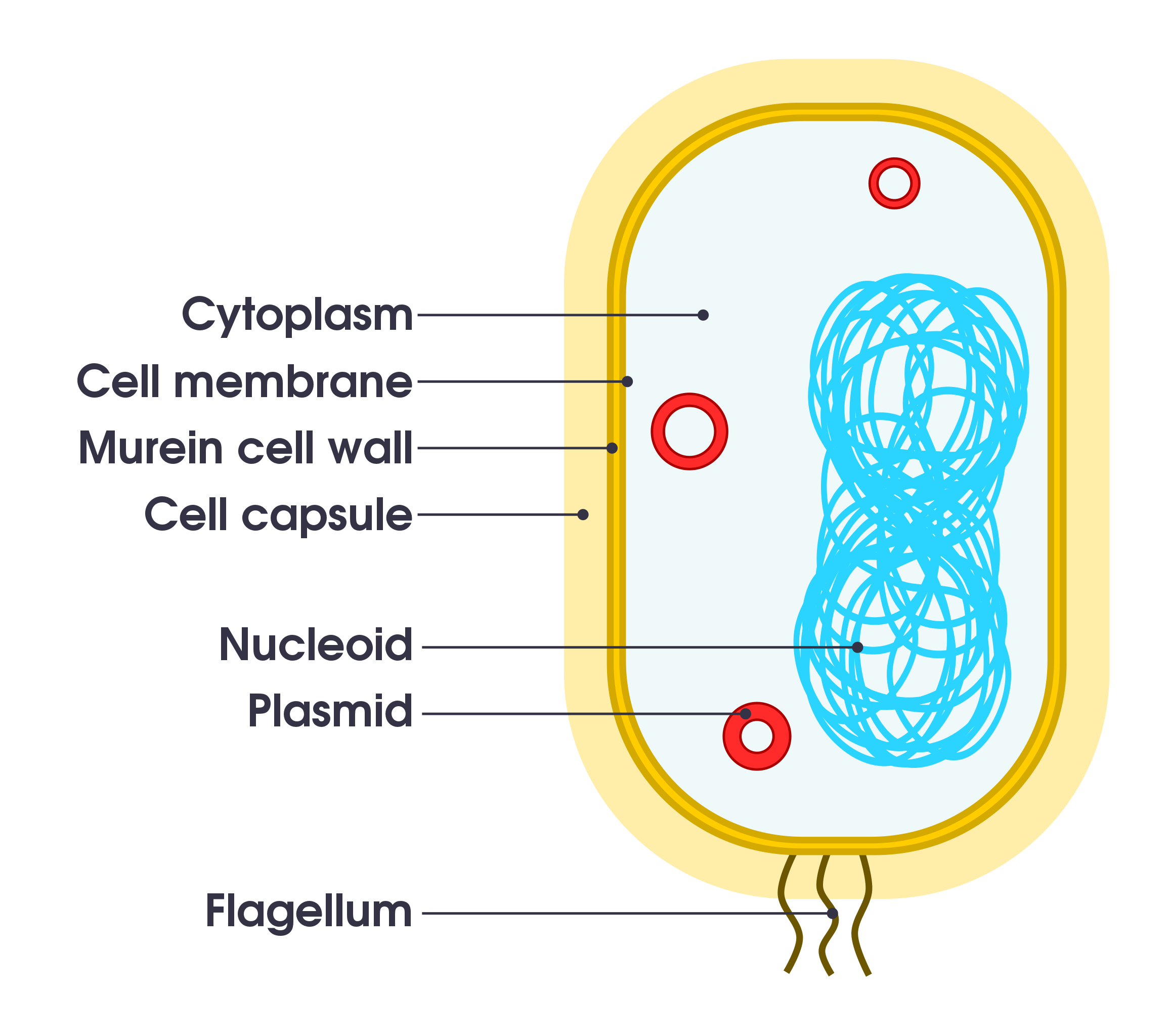No nucleus, no membrane-bound organelles, have a single closed loop of DNA, cell wall, cell membrane, cytoplasm and ribosomes.