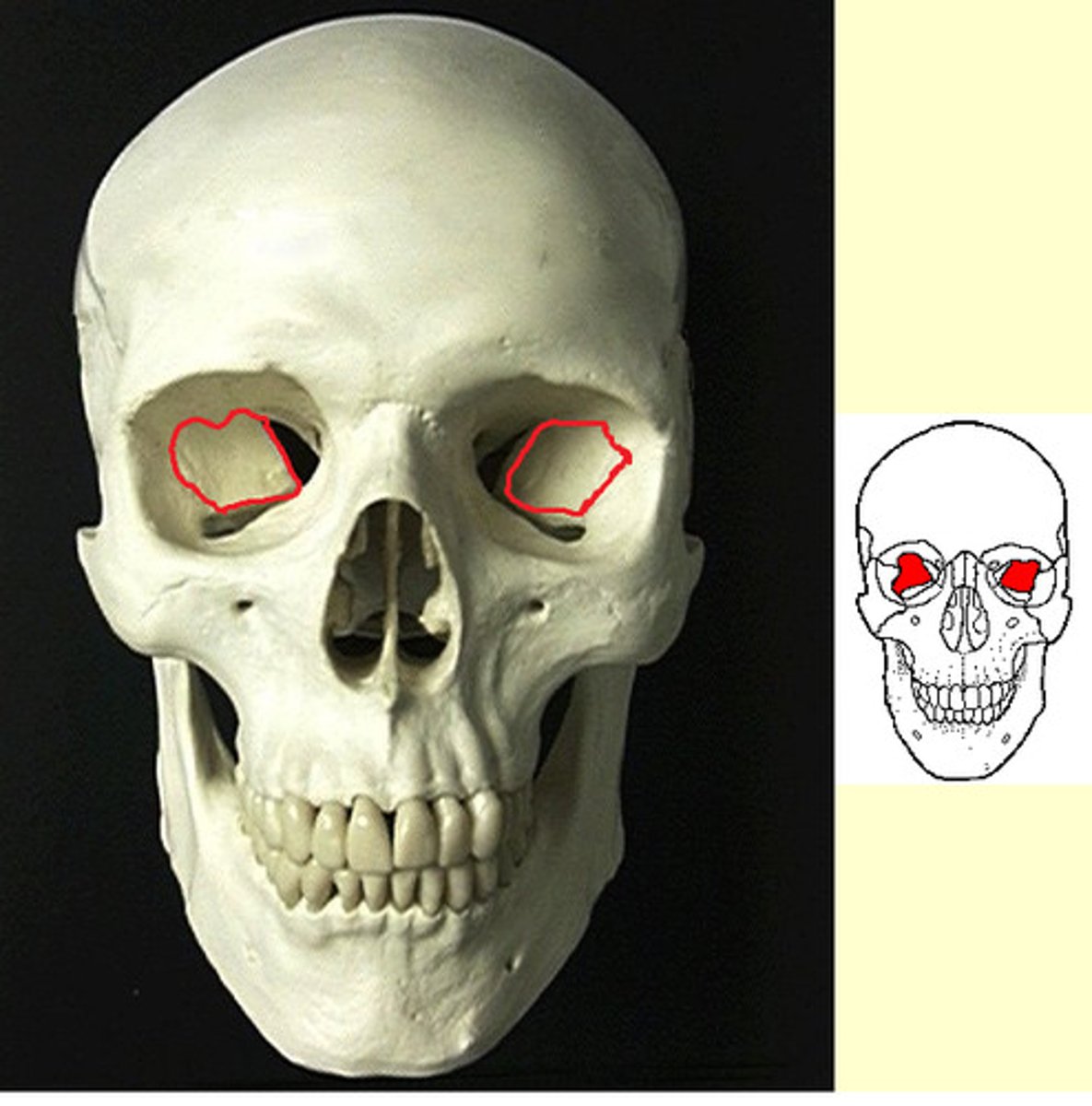 knowt flashcard image