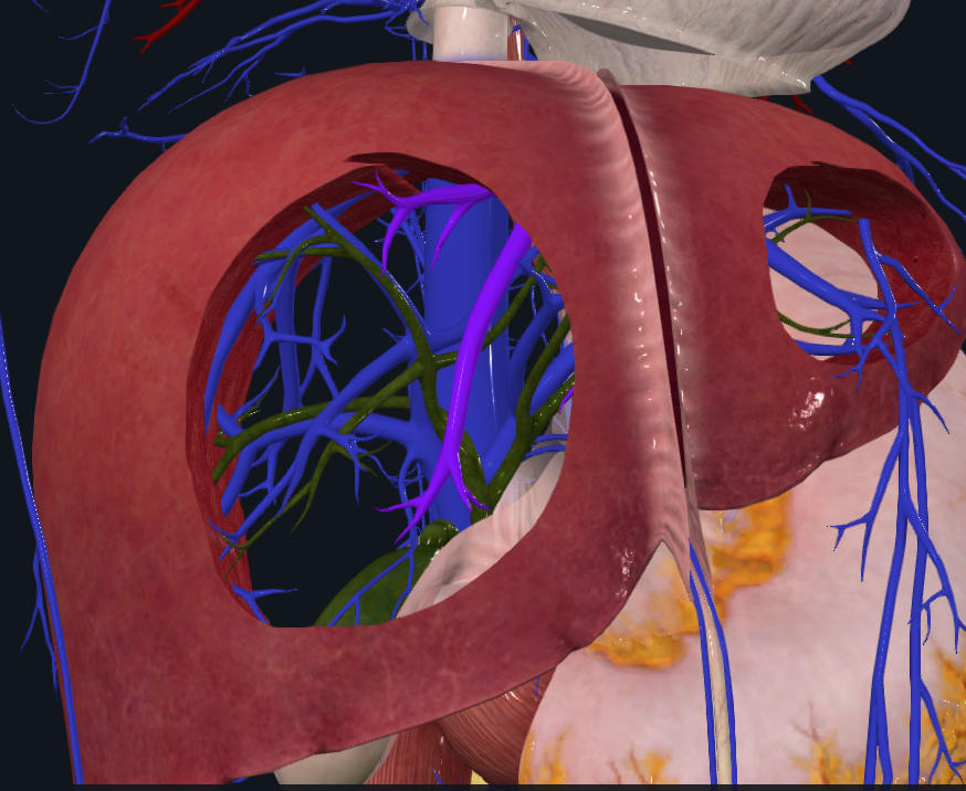 <p>What is highlighted in purple</p>