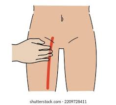 <p>groin area </p>