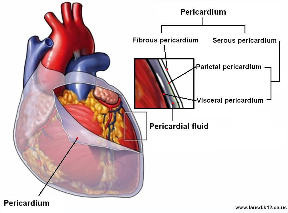 <p>B. parietal pericardium</p><p>The <strong>serous pericardium</strong> has <strong>two layers</strong>:</p><ol><li><p><strong>Parietal pericardium</strong> – <strong>outermost layer</strong></p><ul><li><p>Lines the <strong>inner surface</strong> of the fibrous pericardium</p></li><li><p><strong>This is the correct answer</strong></p></li></ul></li><li><p><strong>Visceral pericardium</strong> (aka <strong>epicardium</strong>) – <strong>inner layer</strong></p><ul><li><p>Directly adheres to the <strong>surface of the heart</strong></p></li></ul></li></ol><p>Between them is the <strong>pericardial cavity</strong>, filled with fluid for frictionless movement.</p>