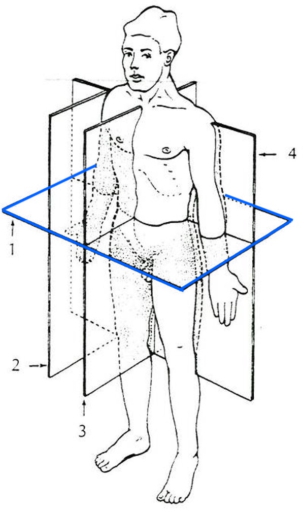 <p>boven- en onderzijde</p>