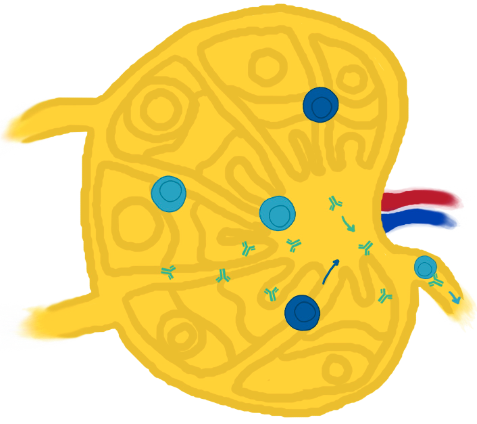 <ul><li><p>Once T and B cells are activated in lymphoid organs, they become effector cells that can fight infections</p></li><li><p>This happens through both humoral and cell-mediated activities</p></li></ul><p></p>
