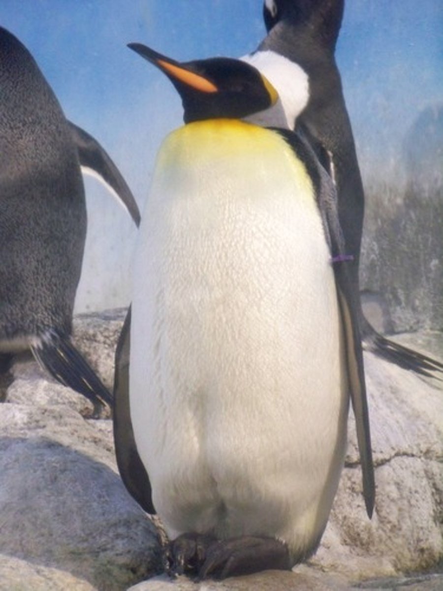 <p>the penguin</p>