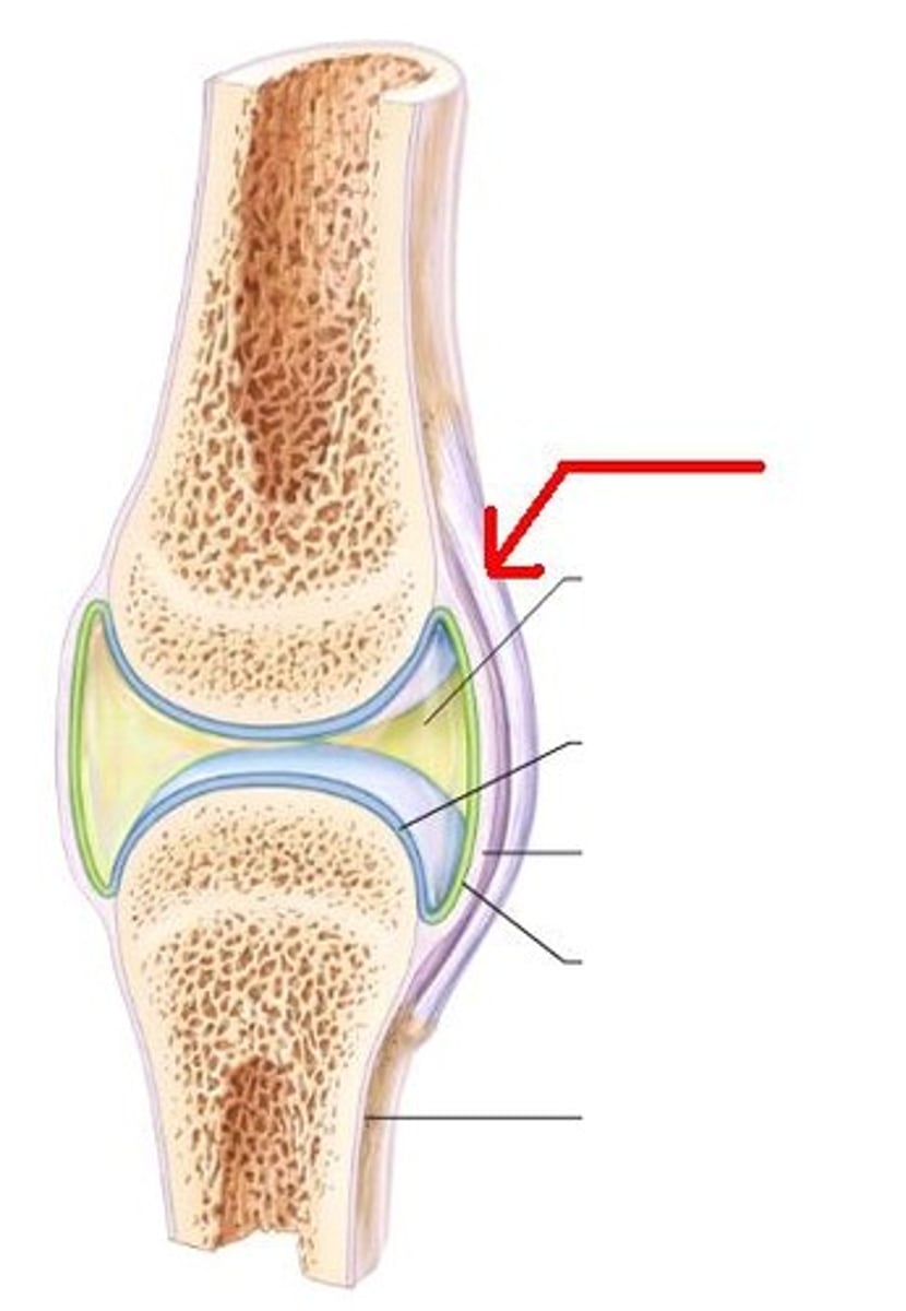 <p>connects a bone to another bone <br>Typically reniforcing</p>