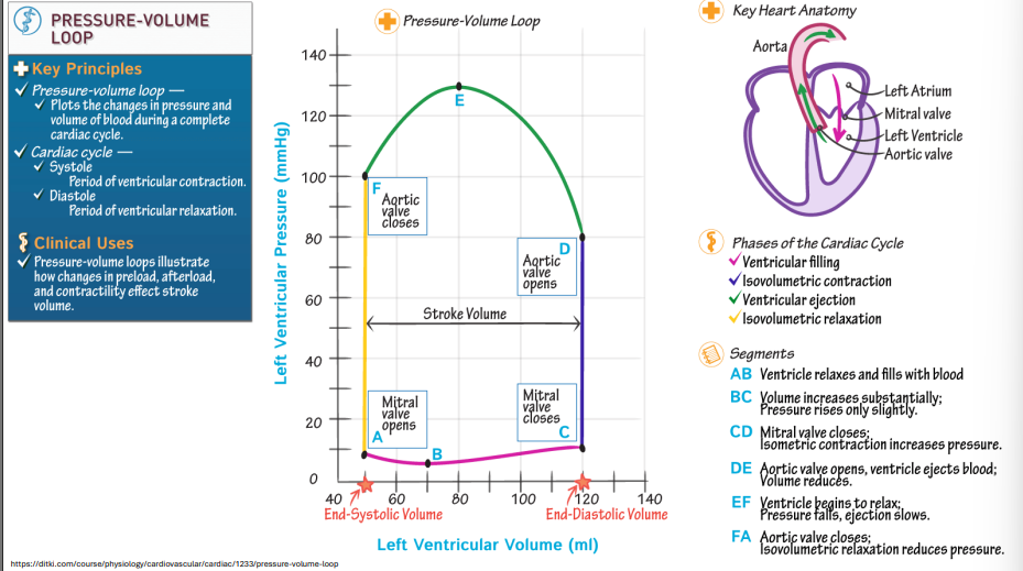 <ul><li><p class="Paragraph SCXO39119451 BCX0" style="text-align: left;"><span style="background-color: inherit; line-height: 20.7px; color: windowtext;"><span>Point A = end systolic volume mitral valve opens</span></span><span style="line-height: 20.7px; color: windowtext;"><span>&nbsp;</span></span></p></li><li><p class="Paragraph SCXO39119451 BCX0" style="text-align: left;"><span style="background-color: inherit; line-height: 20.7px; color: windowtext;"><span>Point B = passively filling volume</span></span><span style="line-height: 20.7px; color: windowtext;"><span>&nbsp;</span></span></p></li><li><p class="Paragraph SCXO39119451 BCX0" style="text-align: left;"><span style="background-color: inherit; line-height: 20.7px; color: windowtext;"><span>Point C = mitral valve closes</span></span><span style="line-height: 20.7px; color: windowtext;"><span>&nbsp;</span></span></p></li><li><p class="Paragraph SCXO39119451 BCX0" style="text-align: left;"><span style="background-color: inherit; line-height: 20.7px; color: windowtext;"><span>Point D = aortic valve opens</span></span><span style="line-height: 20.7px; color: windowtext;"><span>&nbsp;</span></span></p></li><li><p class="Paragraph SCXO39119451 BCX0" style="text-align: left;"><span style="background-color: inherit; line-height: 20.7px; color: windowtext;"><span>Point F = valve closes because pressure is too much</span></span><span style="line-height: 20.7px; color: windowtext;"><span>&nbsp;</span></span></p></li></ul><p></p>