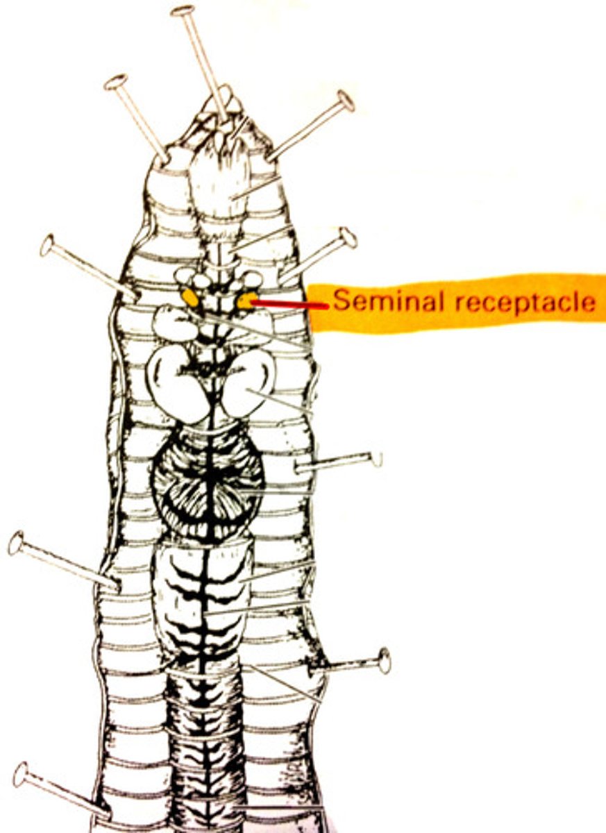 <p>store sperm from mate during reproduction</p>