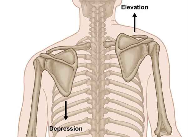 <p>Lifting a body part upward.</p>