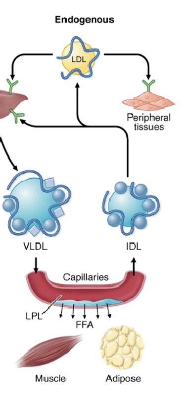<p></p><ul><li><p><strong>Formation:</strong></p><p>The liver packages synthesized lipids (triglycerides, cholesterol) and apoB-100 into VLDL particles.<span>&nbsp;</span></p></li><li><p><strong>Modification:</strong></p><p>VLDL is released into the bloodstream, where it is matured by receiving apolipoproteins like apoC-II and apoE from <span>high-density lipoproteins (HDL).&nbsp;</span></p></li><li><p><strong>Lipolysis:</strong></p><p>ApoC-II activates <span>lipoprotein lipase (LPL),</span> which breaks down VLDL's triglycerides into free fatty acids for tissue use.<span>&nbsp;</span></p></li><li><p><strong>Remnant formation:</strong></p><p>As VLDL loses triglycerides, it becomes an intermediate-density lipoprotein (IDL).<span>&nbsp;</span></p></li><li><p><strong>Clearance:</strong></p><p>IDL can be taken up by the liver via the apoE receptor or further converted into low-density lipoprotein (LDL) by hepatic lipase</p></li></ul><p></p>