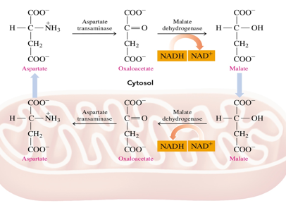 <p>-oxaloacetate is reduced to malate (by malate dehydrogenase) which oxidizes NADH to NAD+</p><p>-transporter binds to malate and carries into the mitochondria (across membrane into matrix) bringing the NAD+ </p><p>-then malate is oxidized back into oxaloacetate by malate dehydrogenase which reduces NAD+ back into NADH (to go to electron transport chain) </p><p>-oxaloacetate is then converted to aspartate to leave mitochondria, is converted back into oxaloacetate through deamination, and the process can start again (resulting NAD+ <span>can participate again in glycolysis in the cytosol)</span></p>