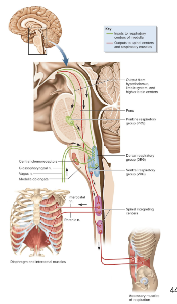 <p>Primary generator of the respiratory rhythm</p><ul><li><p>Produces a respiratory rhythm of 12 breaths per minute</p></li><li><p>located on anterior of medulla</p></li></ul><p></p>