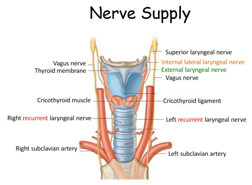 <p>Inferior laryngeal nerve. </p>