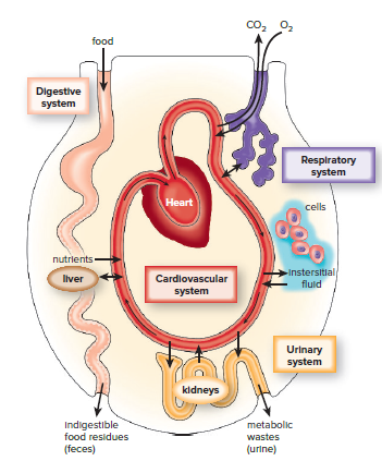 Major organ systems and homeostasis.