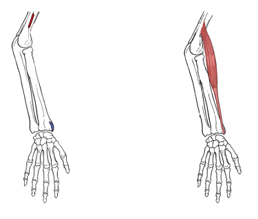 <p>What is the insertion for brachioradialis?</p>