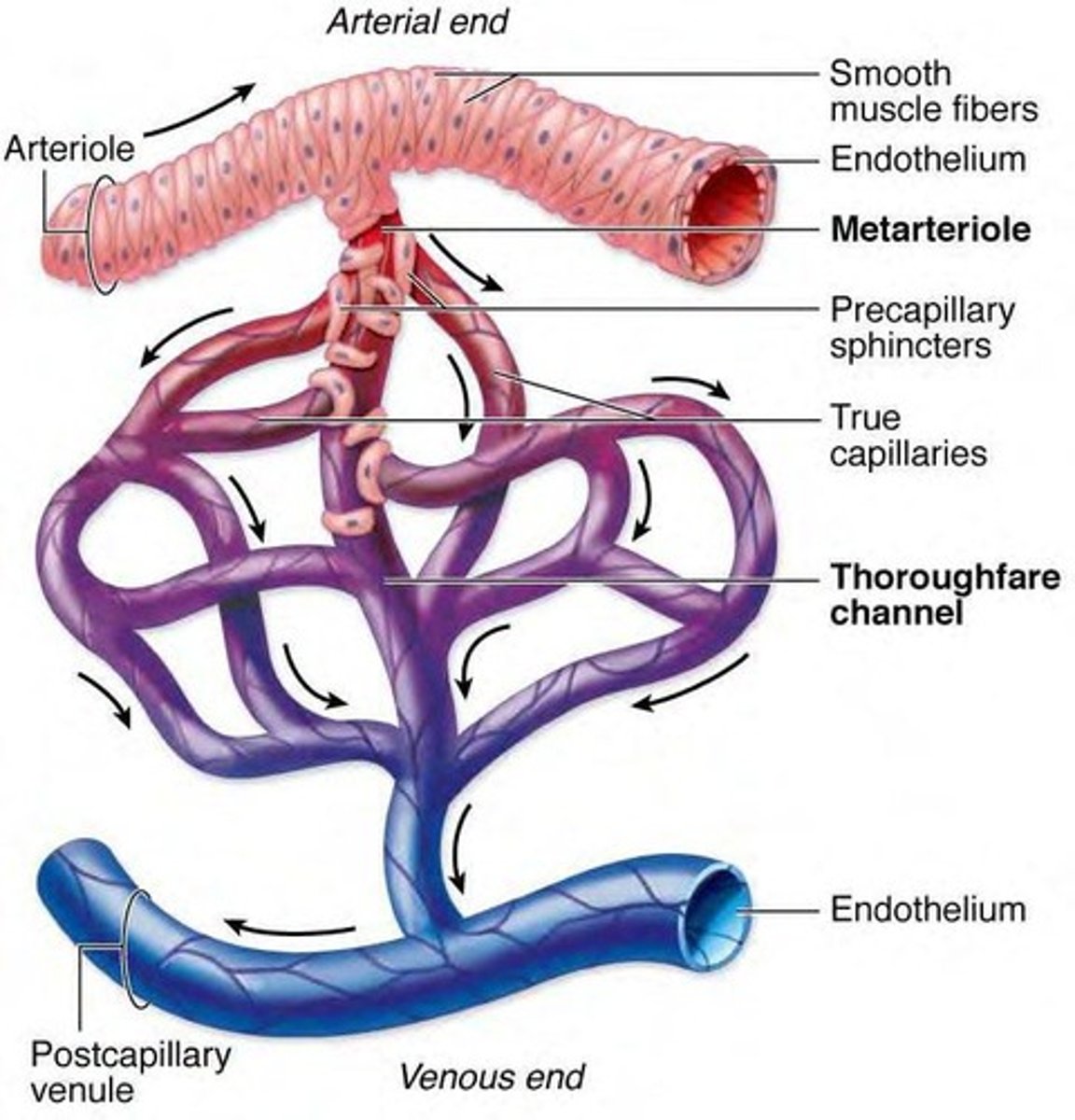 <p>Artery → Arteriole → Metarteriole → Capillaries → Venule → Vein.</p>