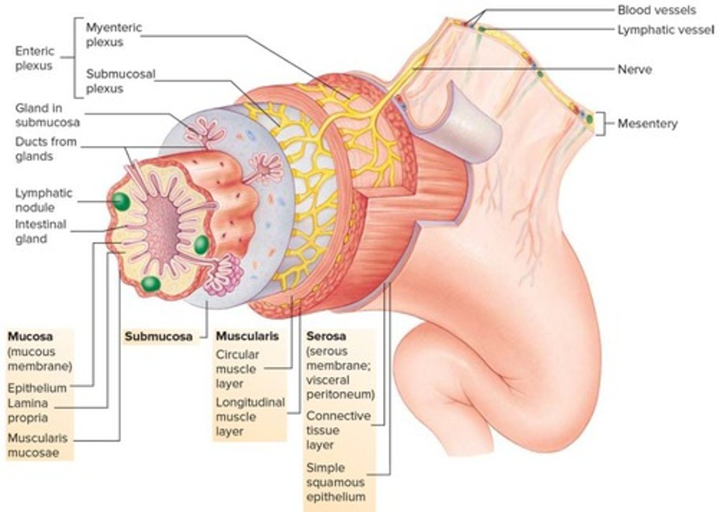 <p>Mucosa, submucosa, muscularis, serosa</p>