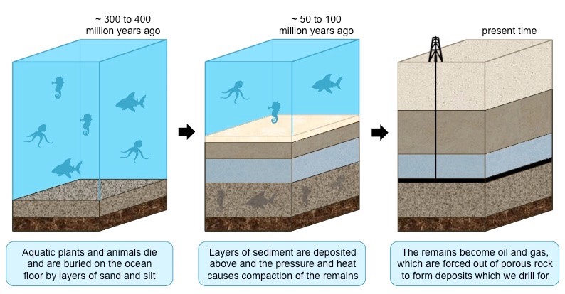 <ul><li><p>they are formed as the result of the decay of marine organisms on the ocean floor</p></li><li><p>sediments (clay, mud) are deposited on top of the organic matter, creating anoxic conditions to prevent decomposition</p></li><li><p>burial and compaction causes the organic material to be heated and hydrocarbons are formed</p></li><li><p>hydrocarbons form oil and gas, which are forced out of the source rock and accumulate in porous rocks, such as sandstone</p></li><li><p>this process takes millions of years</p></li></ul>