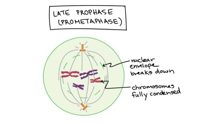 <p>Prometaphase</p>