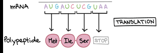 <p>Gene Expression-Translation</p>