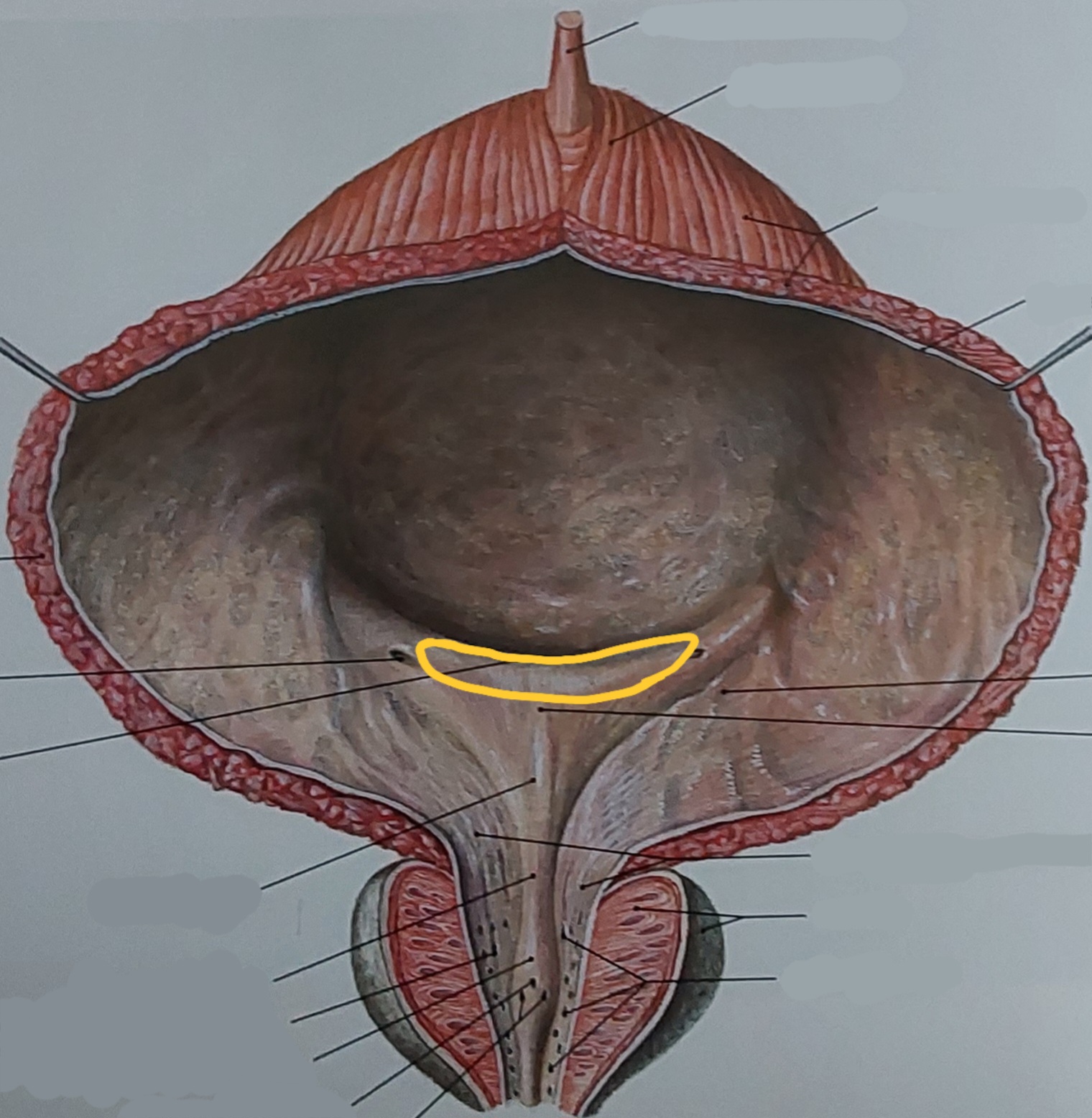 term image