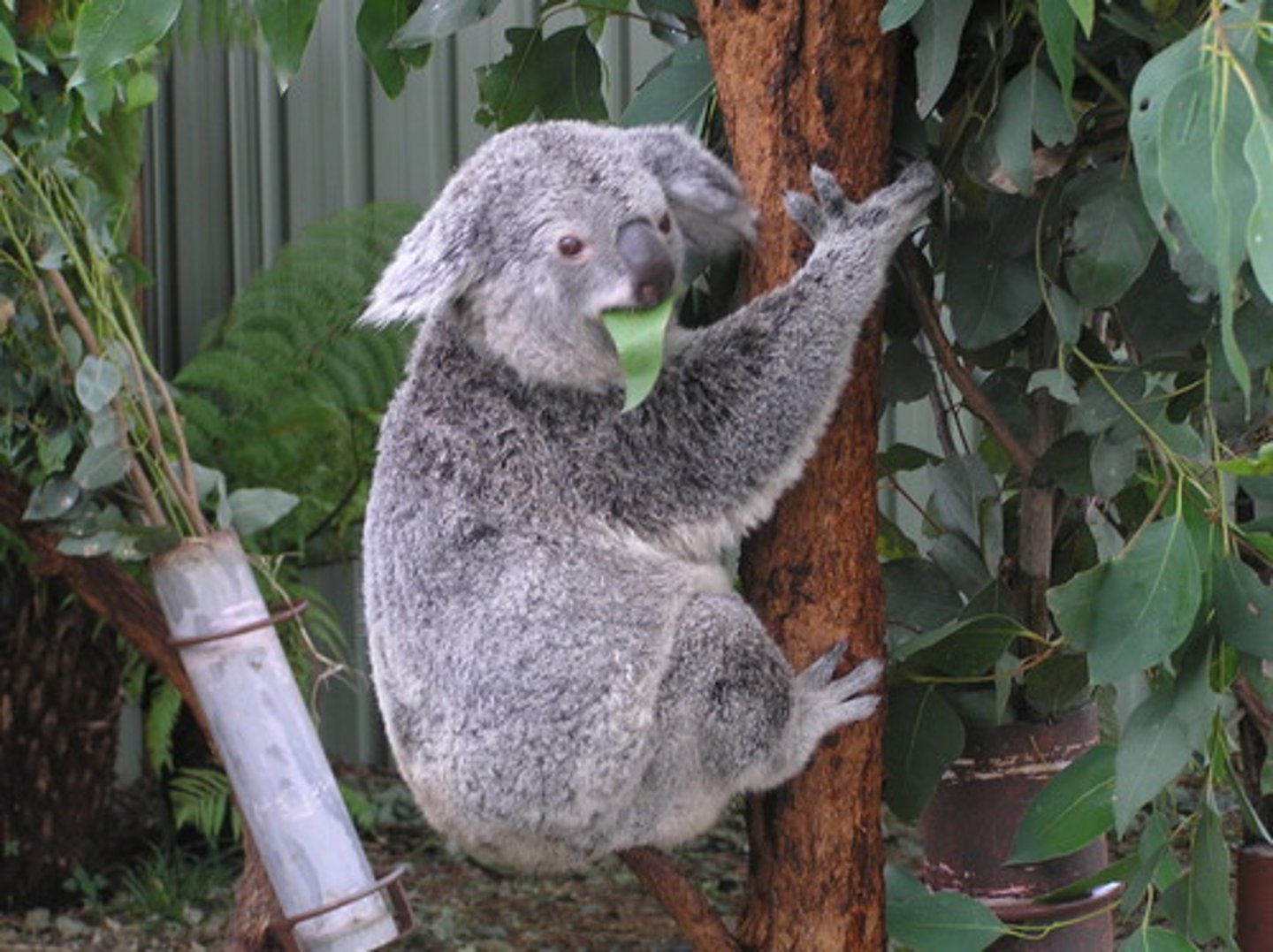 <p>An interaction in which an animal consumes plants or algae</p>