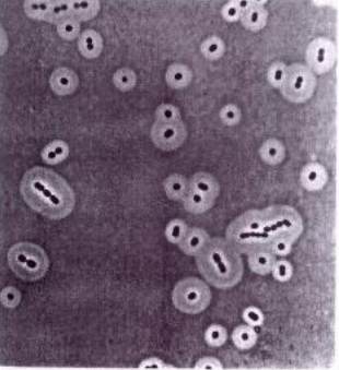 <p>What internal structures does this image show?</p>