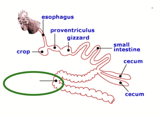 <ul><li><p>Very short and serves predominantly to <strong>connect the small intestine and cloaca</strong>. </p></li><li><p>A bit of storage of undigested material. </p></li><li><p>Water absorption.</p></li></ul><p></p>