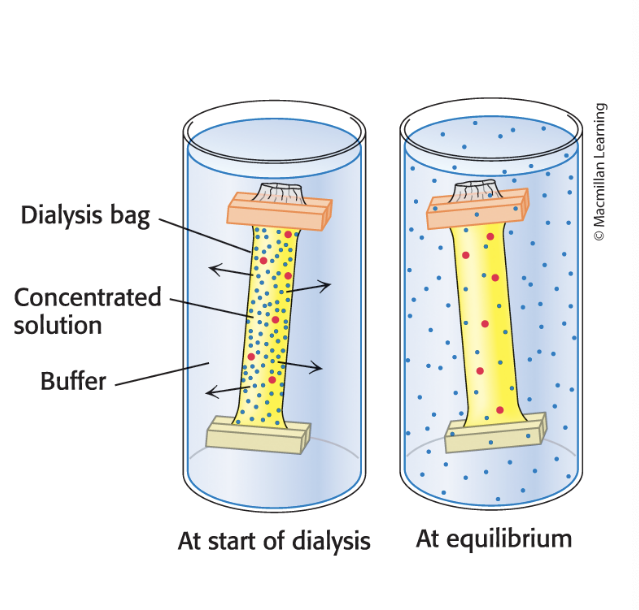 <p>separates proteins from smaller molecules</p><ul><li><p>proteins can be separated from small molecules by dialysis through a <u>semipermeable membrane</u> such as a cellulose membrane with pore8</p></li><li><p>molecules <strong>larger</strong> than the pore diameter remain inside the dialysis bag</p></li><li><p><strong>smaller molcules</strong> and ions diffuse <strong>down</strong> their concentration gradients and emerge in the soln outside the bag</p></li></ul><p></p>