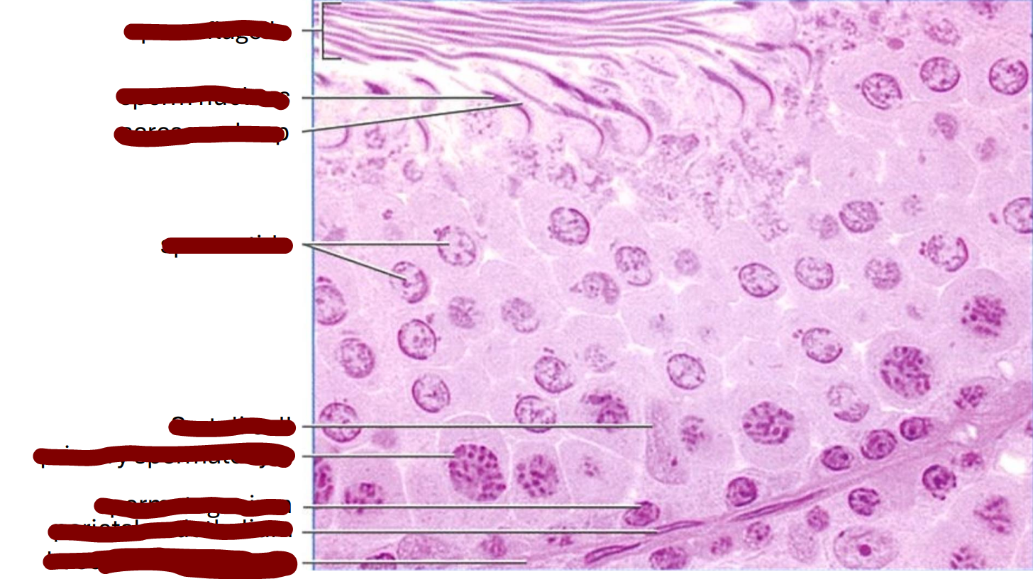 <p>transverse section of a rat seminiferous tubule </p>