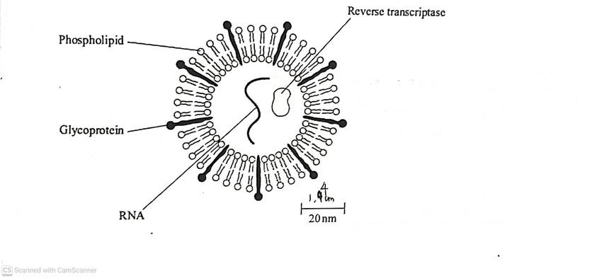 <p>Suggest which labelled component of the virus is most likely to act as an antigen. Give a reason for your answer. </p>