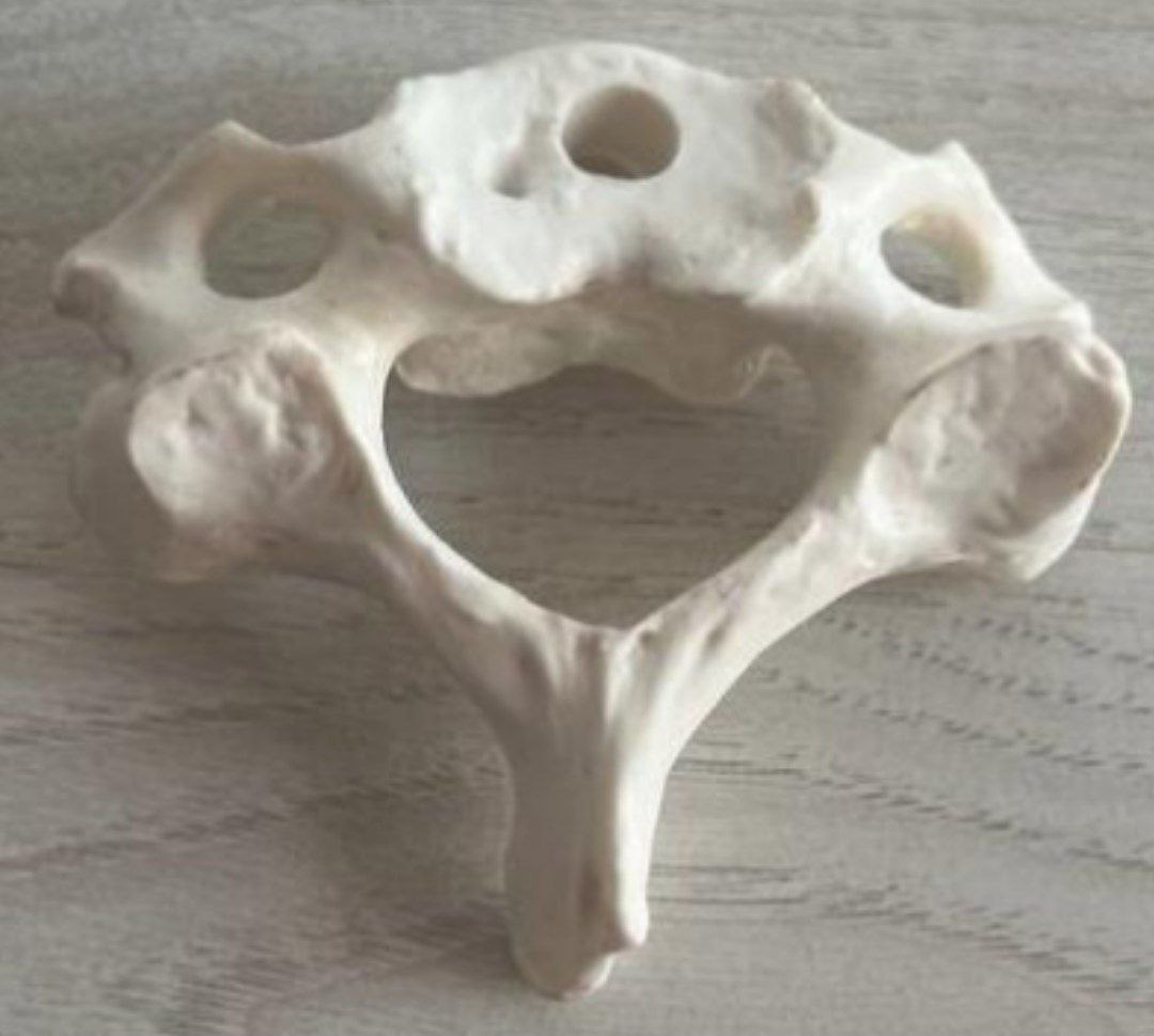 <p>Identify the bone and classify according to position and shape</p>