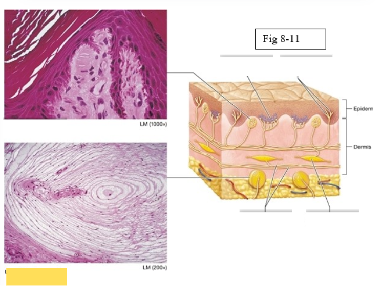 <p><span style="background-color: transparent; font-family: &quot;Times New Roman&quot;, serif;"><span>deep pressure, vibration</span></span></p>