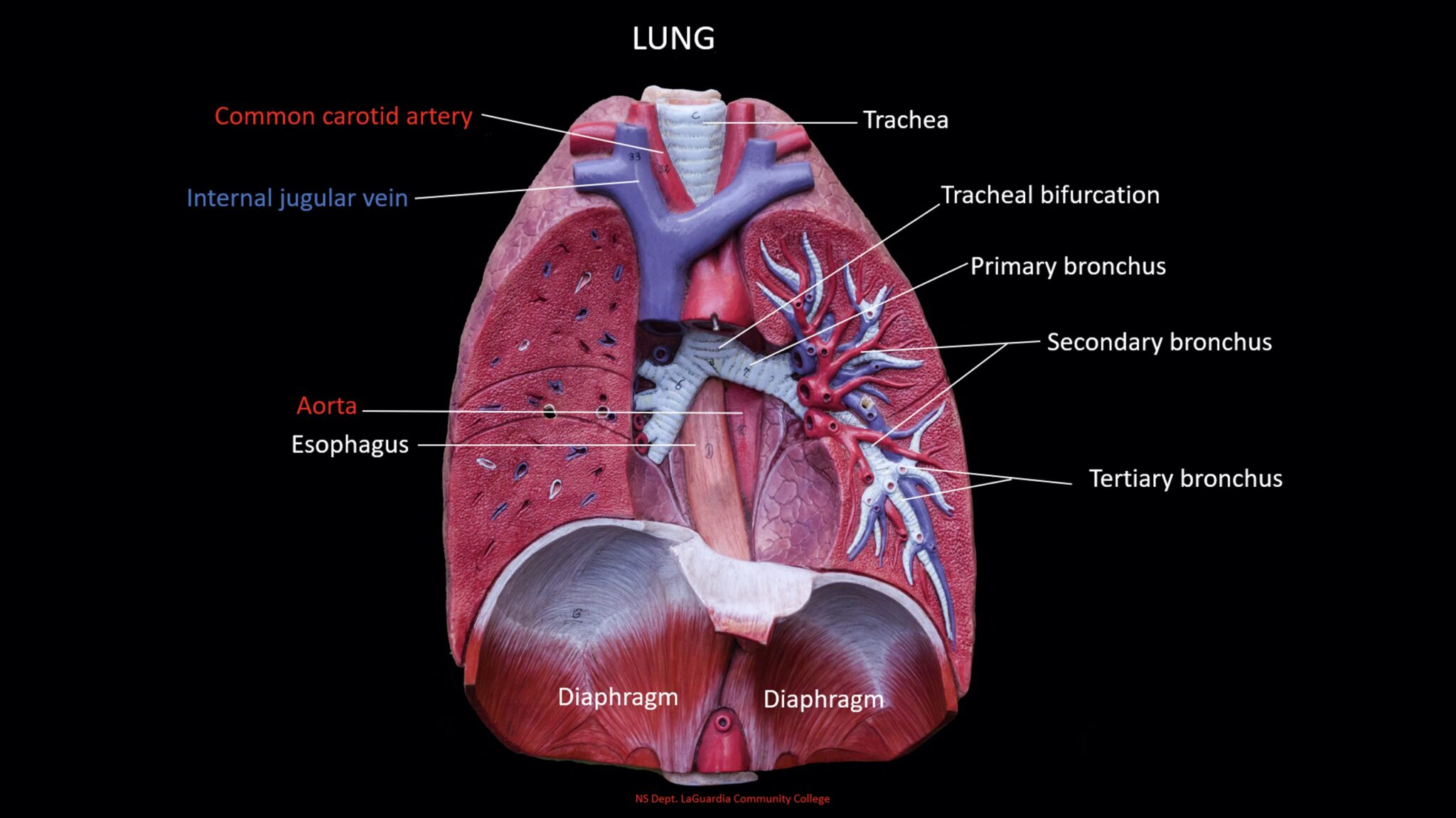 <p>The diaphragm is a dome-shaped muscle located at the base of the chest cavity. It plays a crucial role in respiration, contracting and relaxing to facilitate inhalation and exhalation.</p>