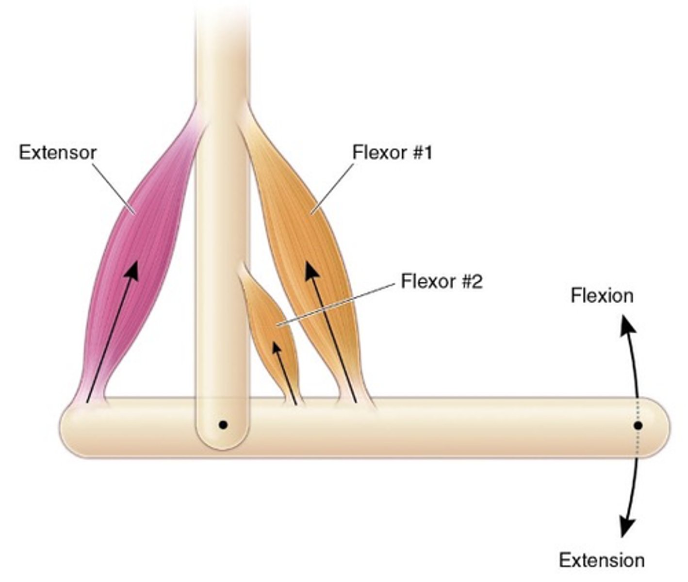 <p>What are flexors?</p>
