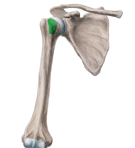 <p>What bone structure is this?</p>