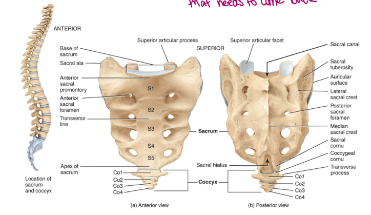 <ul><li><p>the sacrum consists of five fused vertebrae</p><ul><li><p><mark data-color="blue" style="background-color: blue; color: inherit">articulate with the ilium</mark>, a part of the appendicular skeleton, specifically the pelvis</p></li><li><p>also articulates with the 5th lumbar vertebra superiorly (sits on top of sacrum)</p></li><li><p>contain intervertebral foramina</p><ul><li><p>exit sites of spinal nerves</p></li><li><p>sensory information that needs to come back</p></li></ul></li></ul></li></ul><p></p>