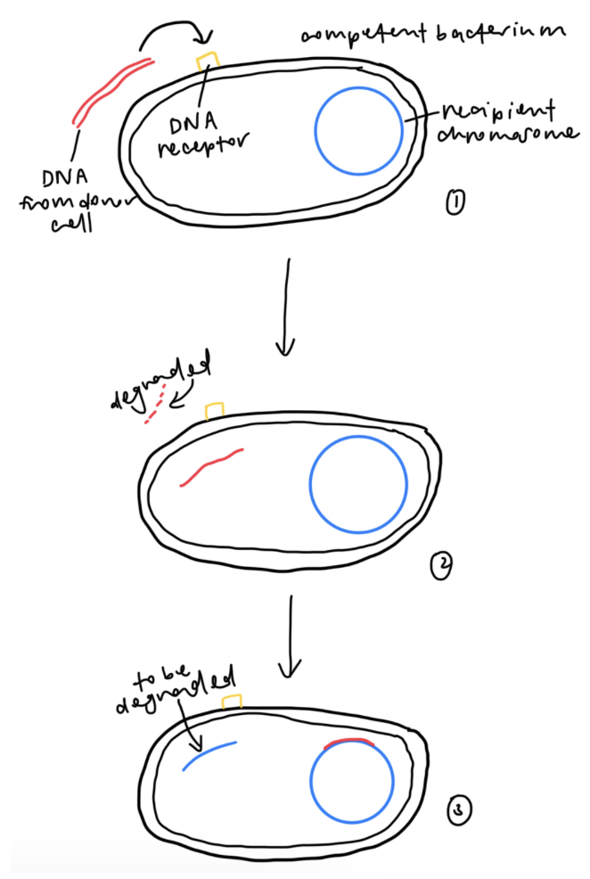 <p><span style="font-family: Arial, sans-serif">(1) A competent bacterium can bind exogenous DNA and transport it into the cell</span></p><p><span style="font-family: Arial, sans-serif">(2) Entering of exogenous DNA</span></p><ul><li><p><span style="font-family: Arial, sans-serif">Exogenous DNA binds to receptor complex by competence proteins ComEA and ComG</span></p></li><li><p><span style="font-family: Arial, sans-serif">As DNA is pulled through the channel, one strand of DNA is degraded by a deoxyribonuclease</span></p></li><li><p><span style="font-family: Arial, sans-serif">Surviving strand of DNA is stabilised by single-strand DNA binding protein and RecA protein</span></p></li></ul><p><span style="font-family: Arial, sans-serif">(3) Integration</span></p><ul><li><p><span style="font-family: Arial, sans-serif">Single strand of donor DNA is integrated into chromosome, producing a DNA heteroduplex with different alleles in the 2 strands</span></p></li><li><p><span style="font-family: Arial, sans-serif">Replaced recipient strand will be degraded</span></p></li></ul><p></p>