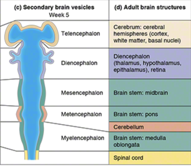 <p>Myelecephalon</p>